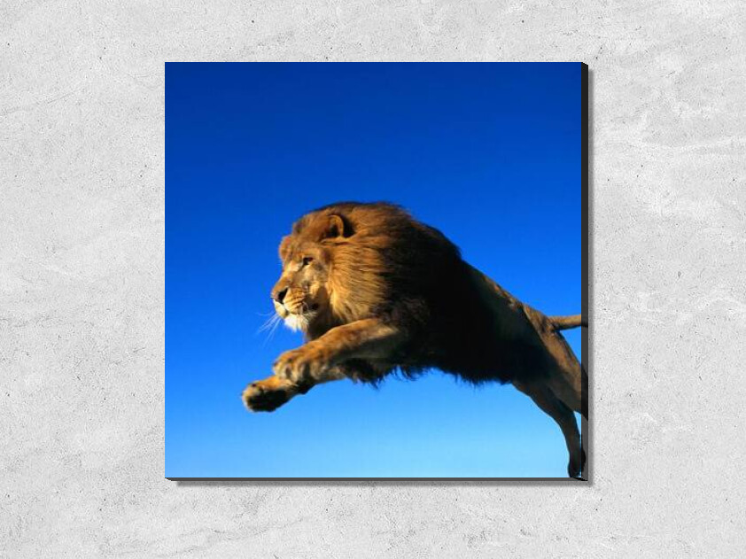 Прыгающий лев