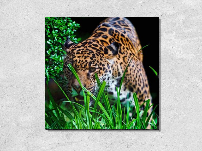 Ягуар в траве