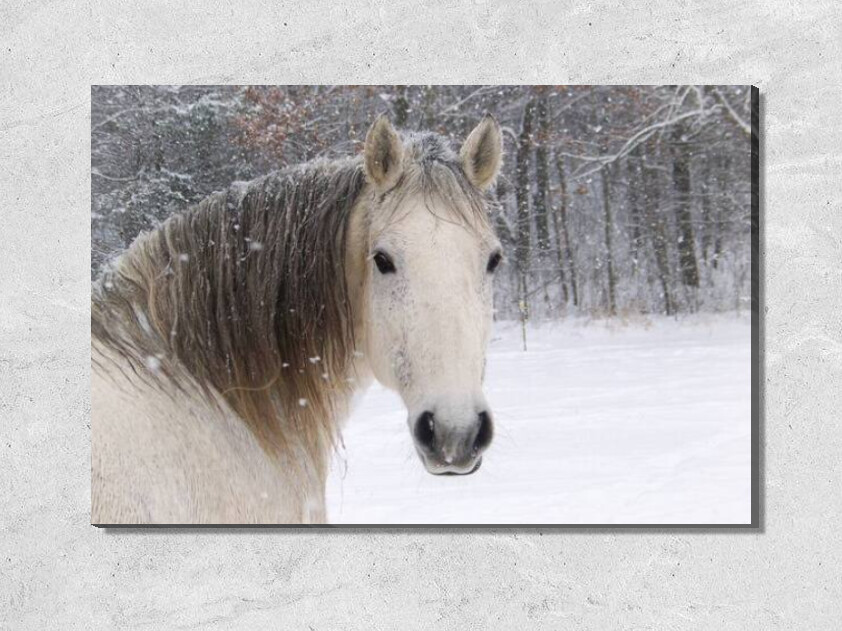 Белая лошадь и снег