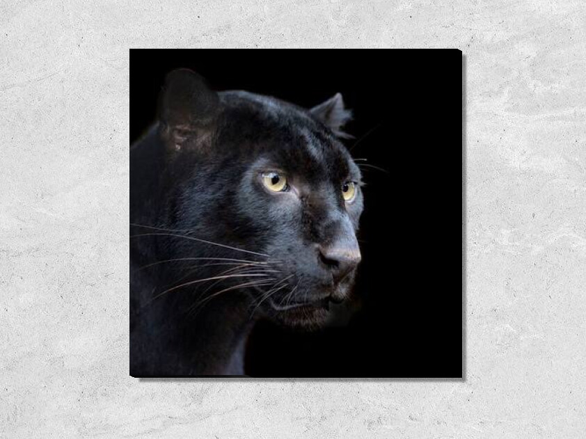 Черный ягуар на черном