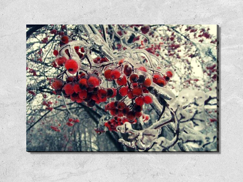Картина Замерзшая рябина