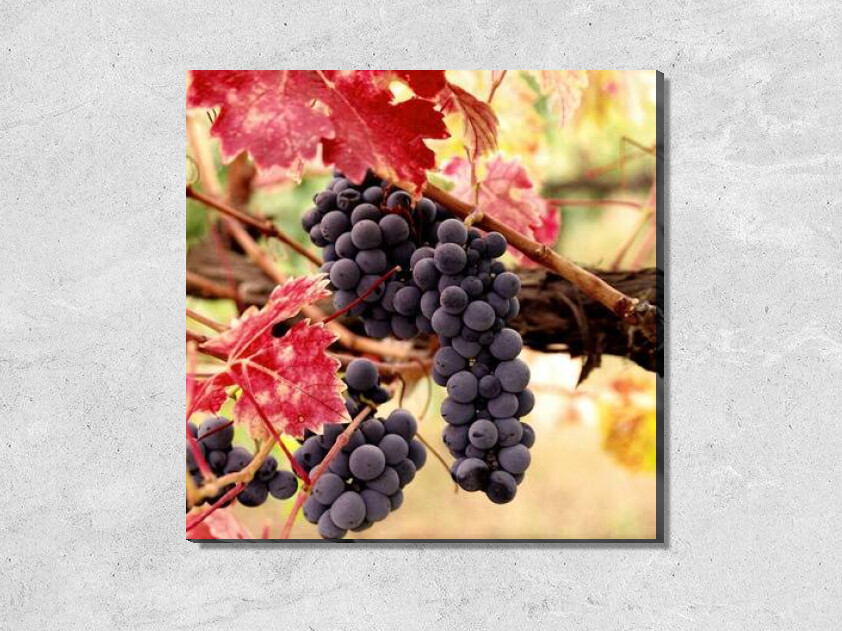 Картина Спелый виноград