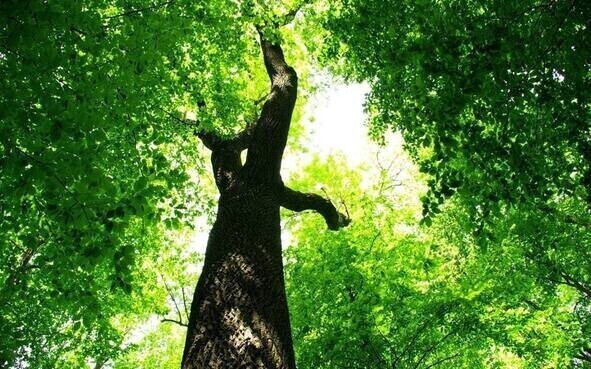 Картина Дерево в зеленых листьях