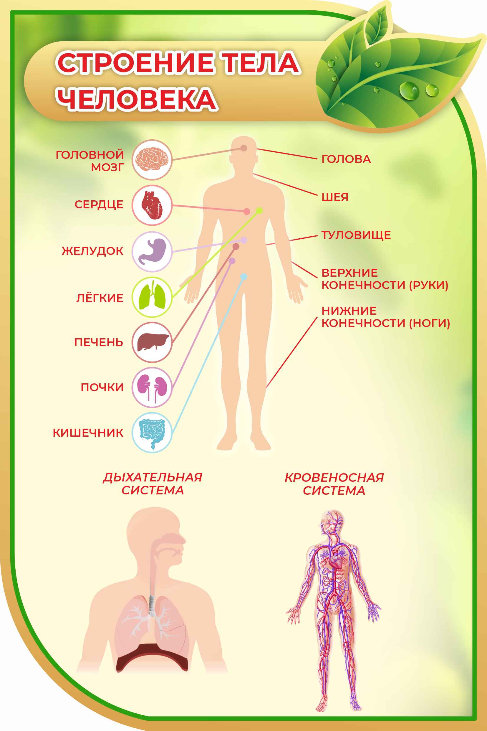 Стенд в золотом Строение тела человека