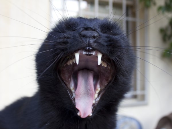 Черная кошка
